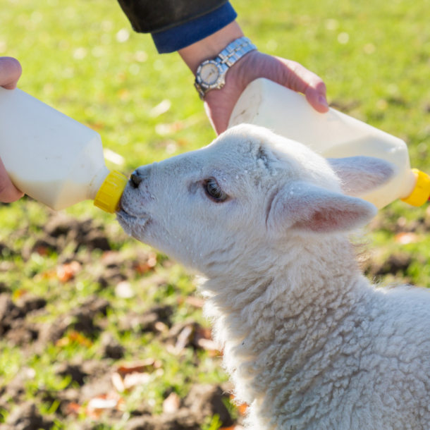 Lambs