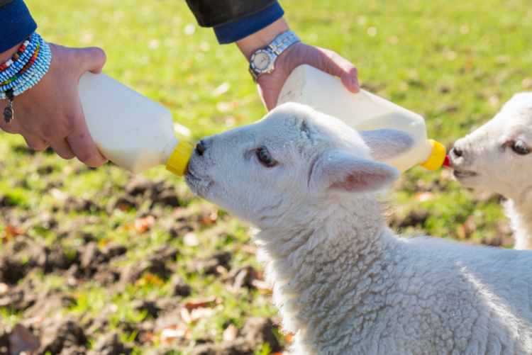 Lambs